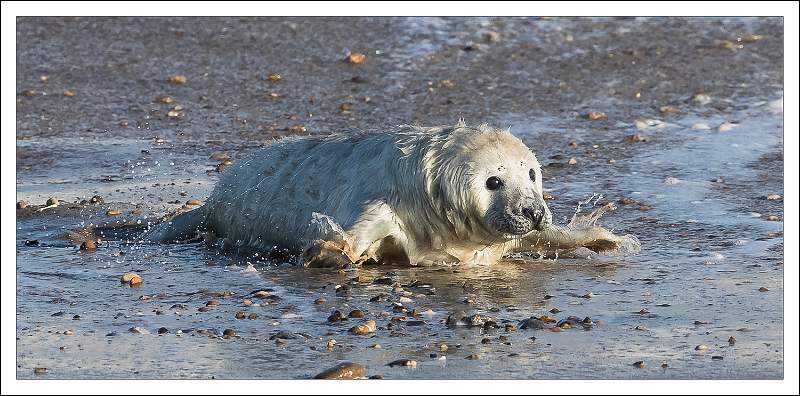 Learning to Swim - In the Shallow End AE19-Edit.jpg
